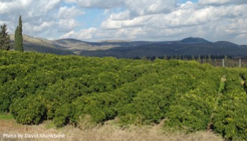 Lemon orchard in Upper Galilee of Israel