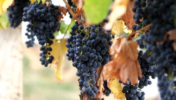 Naso (Num 4:21-7:89) - The Original Torah Pearls - NehemiasWall.com