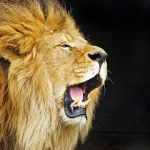 Roaring Lion, torah portion, torah pearls, prophets portion, prophet pearls, genesis, vayeishev, Amós