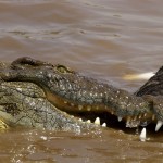 Nile Crocodile (Crocodylus niloticus) feeding on dead Wildebeest, torah portion, torah pearls, prophets portion, prophet pearls, exodus, Vaeira, Ezequiel