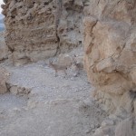 torah portion, torah pearls, prophets portion, prophet pearls, deuteronomy, Haazinu, 2 samuel